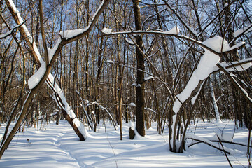 Snowy forest on a sunny day after heavy snowfall - 416693994