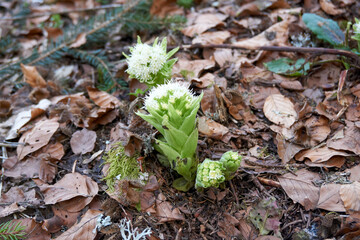 close up of a green and white flower