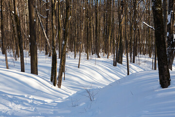 Long shadows in a snowy forest - 416694128