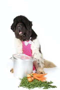 Funny Newfoundland Dog Cooking Isolated On White