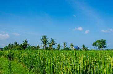 Asian agriculture paddy field