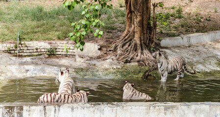 A group of white tiger in cage in delhi zoo.