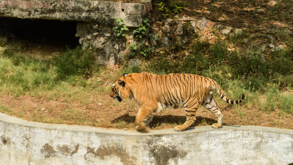 A tiger in cage in delhi zoo.