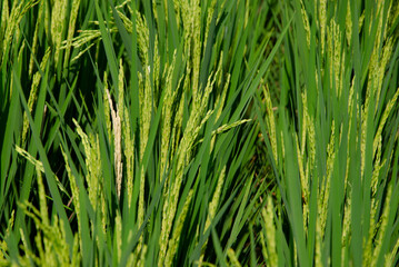 Fototapeta na wymiar green paddy grass in the wind