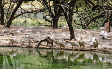 A pelican birds in pond in delhi zoo.