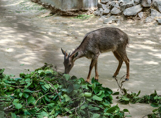 A deer in cage in delhi zoo.