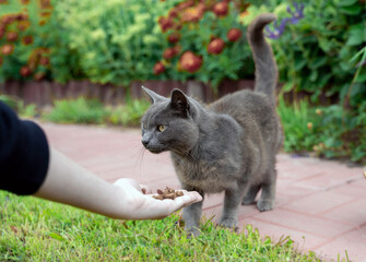 Russian blue cat eats dry food from a man's hand on the street