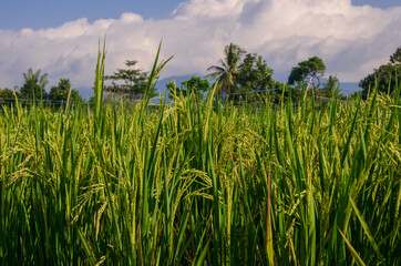 paddy grass and sky
