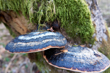 close up of mushrooms on a tree trunk