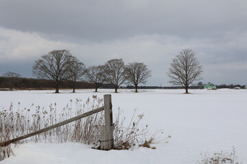 冬の牧場