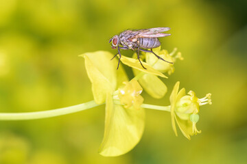 Delia antiqua - onion fly resting on marsh spurge - Euphorbia palustris