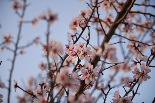 Detail photograph of the flowers of an almond tree blooming