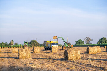 sugarcane harvester working in farm
