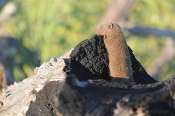 Mongoose, botswana