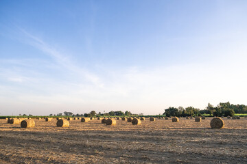 Sugarcane leaves briquette for processing