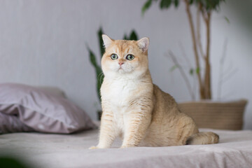 Golden British shorthair cat with big green eyes relaxing on satin bed and staring at the camera