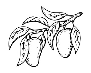 Mango on branch with leaves, ink sketch. Black linear clipart of tropical fruit. Botanic print, poster, element for farm product packaging. Graphic isolated vector illustration, white background - 416697538