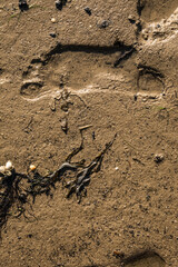 a footprint in a mudflat