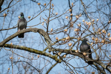 Pigeons