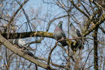 Fototapeta premium Pigeons