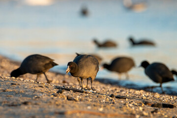 Łyski szukające pokarmu na wybrzeżu. Ptaki z rodziny chruścieli o świcie nad morzem