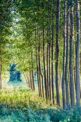 A young forest of poplar trees on the banks of the Danube River in Petrovaradin near Novi Sad, Serbia 
