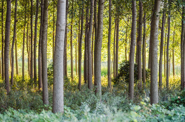 Obraz premium A young forest of poplar trees on the banks of the Danube River in Petrovaradin near Novi Sad, Serbia 