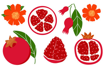 Set pomegranate fruit red juicy whole half cut piece slice flower leaf seed grain beautiful vector illustration.