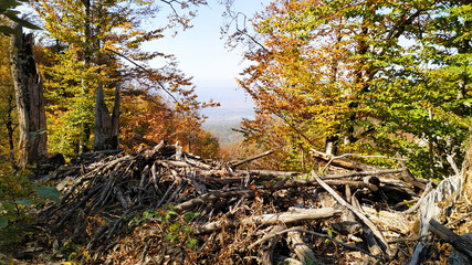 Beautiful autumn forest in the mountains.