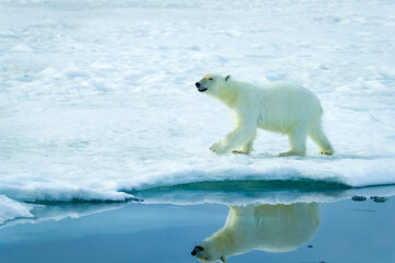 Fototapeta na wymiar Image of polar bears in Svalbard