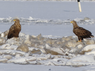 Pair of white tailed eagles on sea ice. Male right, female not ringed, possibly from Russia
