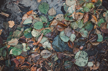 Autumn leaves under water.
Beautiful reflection of dark green leaves in the lake. Natural background