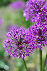 Purple onion blooms. Allium. Decorative bow close-up. Background on the screen of a phone or computer.Beautiful purple flowers growing in the open-air garden