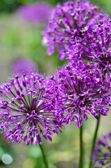 Purple onion blooms. Allium. Decorative bow close-up. Background on the screen of a phone or computer.Beautiful purple flowers growing in the open-air garden