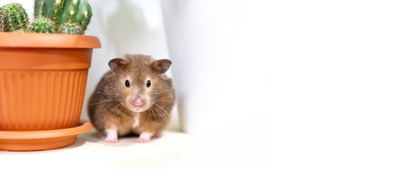 Close-up portrait of funny curious Syrian hamster looking at the camera. A hamster sits next to a...