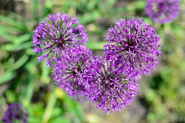 Purple onion blooms. Allium. Decorative bow close-up. Background on the screen of a phone or computer.Beautiful purple flowers growing in the open-air garden
