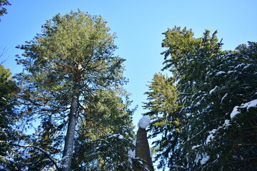 snow covered trees
