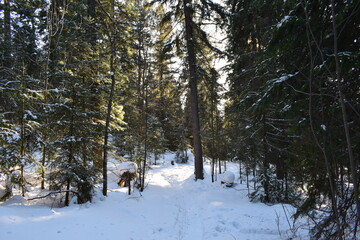 snow covered trees