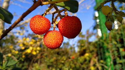 Obraz premium The beautiful red fruits are not bushy.