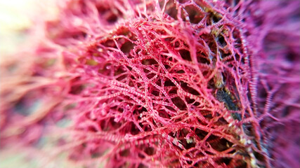 Red algae on the seashore.