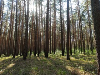 Fototapeta premium forest