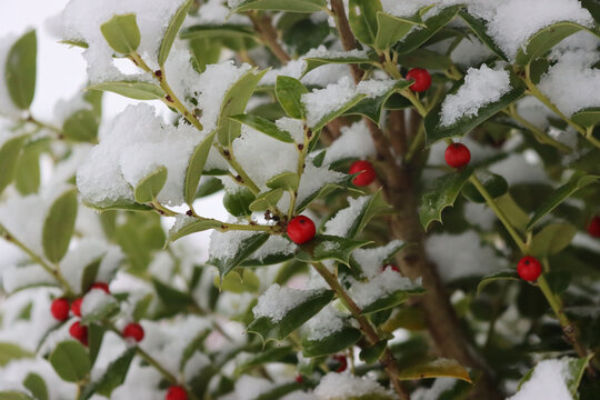 Close-up of Holly bush covered by snow in the garden in winter season. Ilex cornuta 