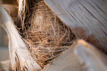 Palm tree texture. Tree bark background. Exotic tree pattern. Summer texture. Palm tree trunk texture.