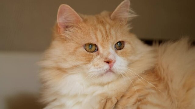 Cat's eye disease concept. Red long haired domestic siberian cat has cataracts.