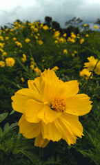 yellow flowers in the garden