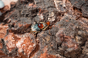 Bronze beetle in the background of a tree close-up