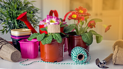 Obraz na płótnie Canvas Home floriculture and gardening hobbies. Spring Awakening