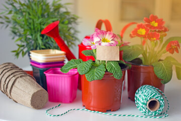 Home floriculture and gardening hobbies. Spring Awakening