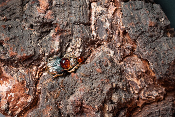Bronze beetle in the background of a tree close-up