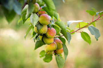 A branch of a peach tree with ripe fruits. High quality photo